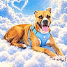 dog, canine, pet, portrait, lying_down, happy, smiling, tongue_out, blue_harness, brown_fur, white_markings, clouds, sky, sunlight, outdoor, fantasy, heavenly, dramatic_lighting, centered_composition, photography