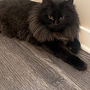 Homer joined the competition — help win amazing prizes! cat, black_cat, fluffy_fur, indoor, floor, wooden_floor, yellow_eyes, pet, animal, feline, resting, lying_down, corner, wall, domestic_cat, cozy, quiet, soft_fur, looking, calm