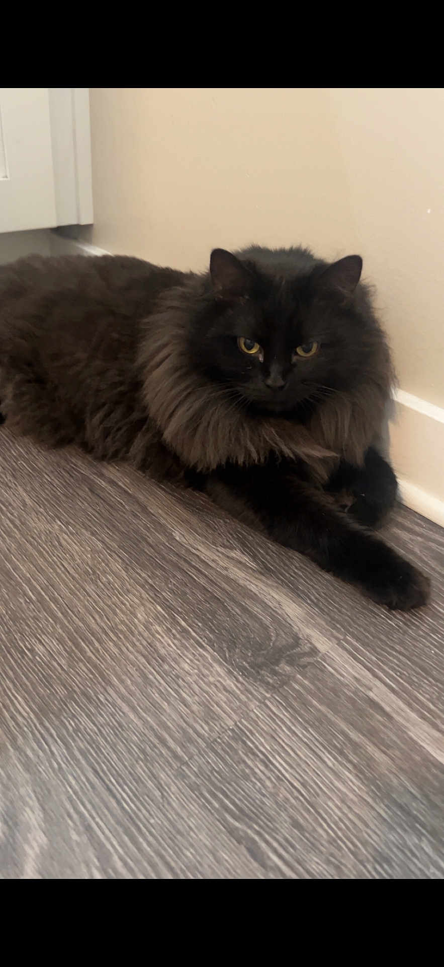 Homer joined the competition — help win amazing prizes! cat, black_cat, fluffy_fur, indoor, floor, wooden_floor, yellow_eyes, pet, animal, feline, resting, lying_down, corner, wall, domestic_cat, cozy, quiet, soft_fur, looking, calm