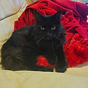 Minette participe au concours pour gagner de l'argent avec cette photo : cat, black_cat, feline, pet, animal, indoor, couch, leather, blanket, red_blanket, fur, whiskers, eyes, relaxing, cozy, home, domestic_animal, resting, cute, companion