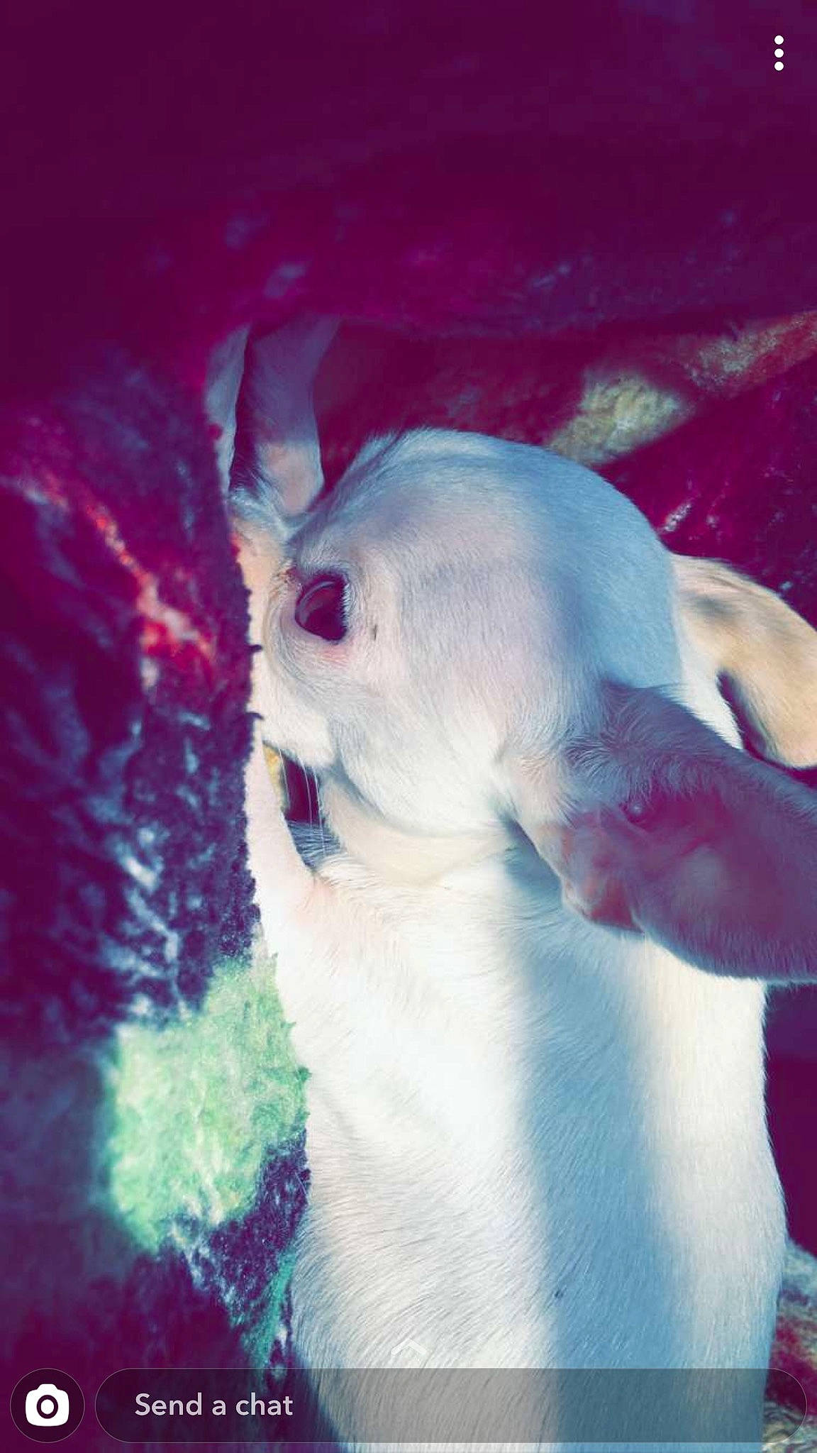 Nia is registered to the contest to win money with this photo: canidae, carnivore, dog, dog_breed, dogo_argentino, fawn, non_sporting_group, puppy, tail, toy_dog