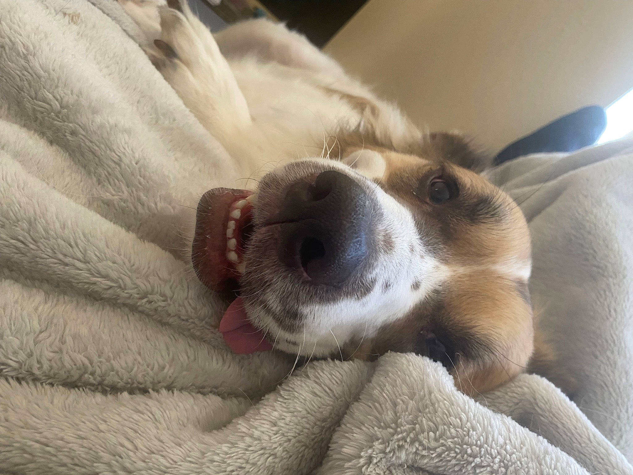 Bear is registered to the contest to win money with this photo: canidae, carnivore, comfort, companion_dog, dog, dog_breed, ear, fawn, fur, paw, snout, sporting_group, whiskers, working_animal