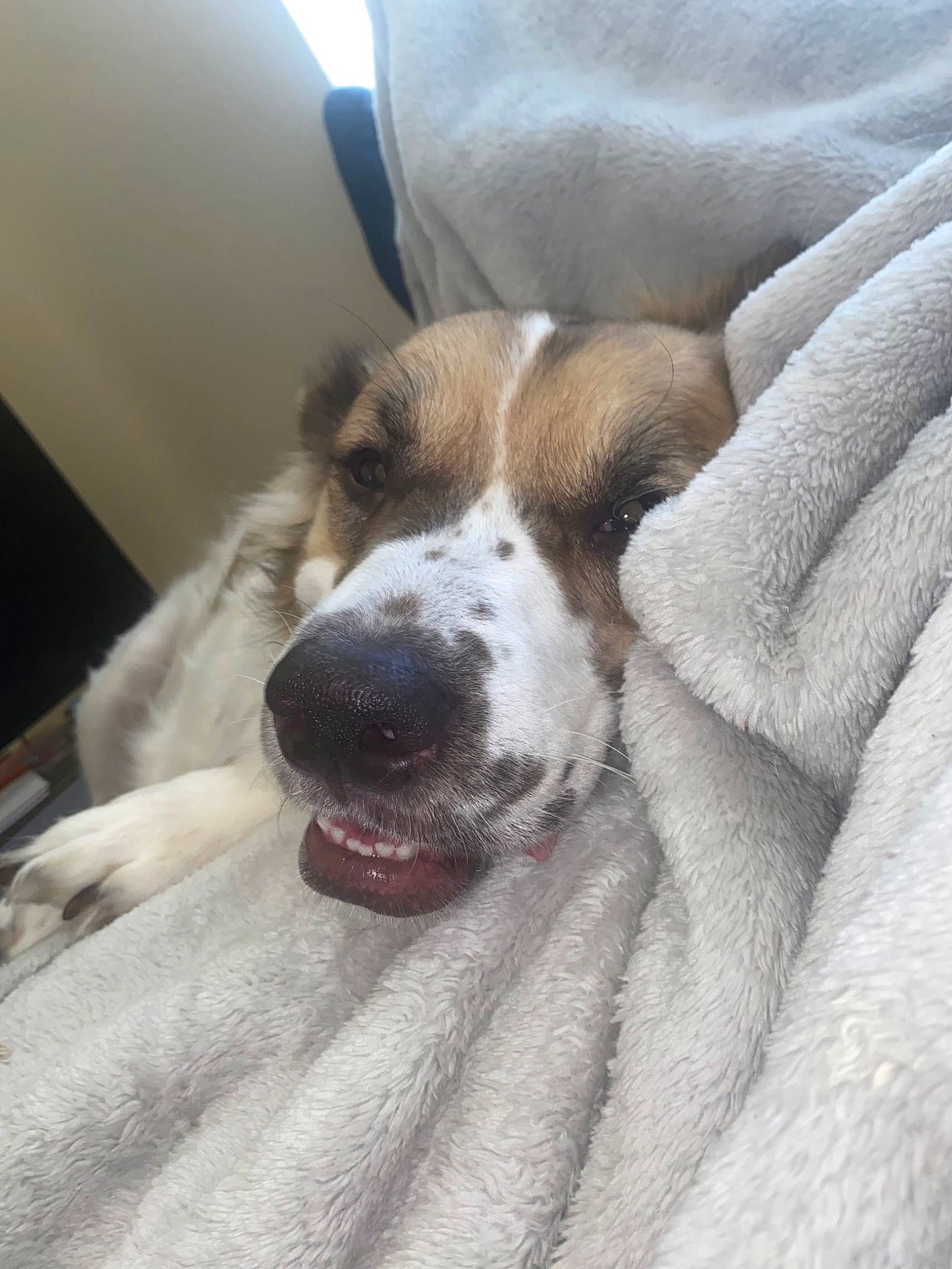 Bear joined the competition — help win amazing prizes! carnivore, comfort, companion_dog, dog, dog_breed, fur, paw, puppy_love, snout, sporting_group, whiskers, working_animal