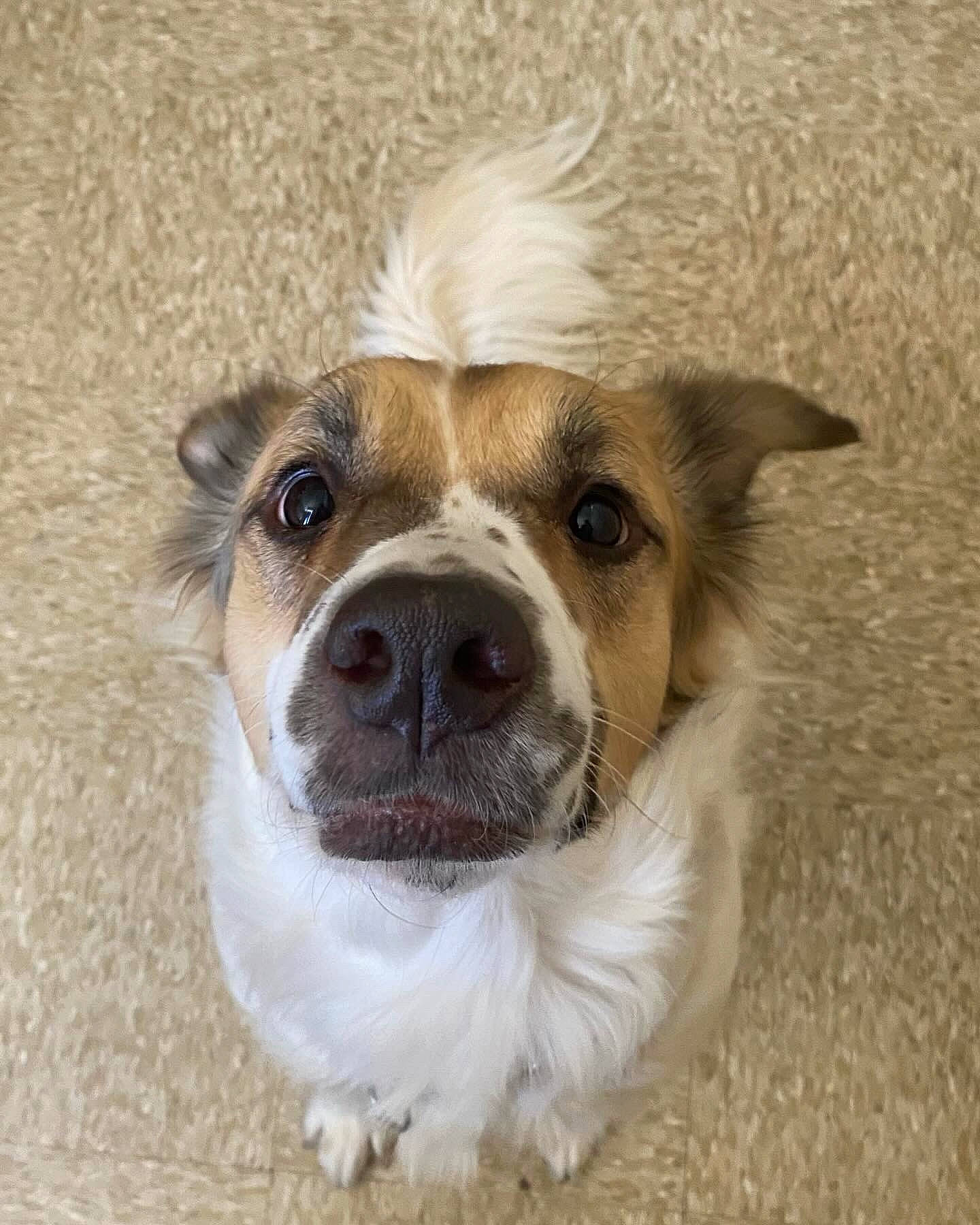 Bear joined the competition — help win amazing prizes! ancient_dog_breeds, canidae, carnivore, companion_dog, dog, dog_breed, fawn, fur, liver, puppy, sporting_group, terrestrial_animal, whiskers, working_animal