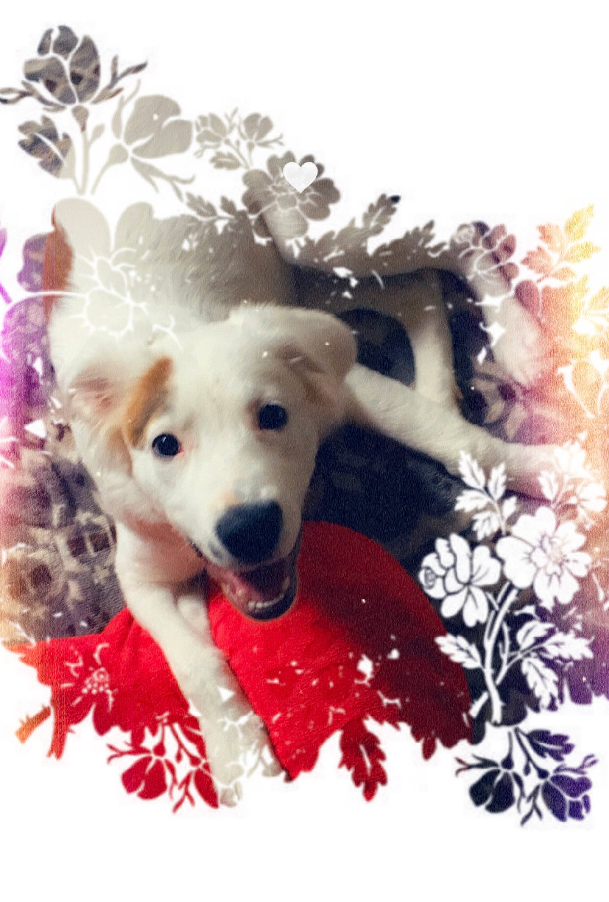 Kilo joined the competition — help win amazing prizes! canidae, carnivore, companion_dog, dog, dog_breed, fawn, golden_retriever, mammal, puppy, puppy_love, retriever, snout, sporting_group