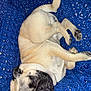 Charlie joined the competition — help win amazing prizes! dog, pug, sleeping, curled_up, pet, animal, cozy, blanket, blue, fur, cute, resting, paw, snout, indoor, relaxed, small_dog, face, adorable, companion