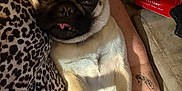 Charlie joined the competition — help win amazing prizes! pug, dog, animal, pet, indoor, couch, leopard_print, person, hand, tattoo, relaxed, sleepy, close_up, fur, paw, snout, tongue, comfort, cozy, resting