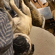 Charlie is registered to the contest to win money with this photo: pug, dog, cat, sleeping, couch, indoor, pet, tabby_cat, relaxed, animal, furniture, cozy, napping, household, blanket, paw, fur, resting, domestic, companion