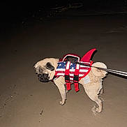 Charlie is registered to the contest to win money with this photo: animal, blue, canine, costume, dog, leash, life_jacket, mammal, night, outdoor, pet, pug, red, sand, shark_fin, small_dog, walking, water, wet, white