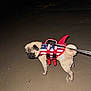 animal, blue, canine, costume, dog, leash, life_jacket, mammal, night, outdoor, pet, pug, red, sand, shark_fin, small_dog, walking, water, wet, white