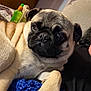 Charlie is registered to the contest to win money with this photo: dog, pug, pet, close_up, indoor, blanket, knitted, paw, cute, animal, fur, face, snout, ears, relaxed, cozy, home, canine, portrait, furniture