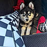 animal, black_and_white, blue_eyes, car_interior, checkered_pattern, cute, dog, floor_mat, footwell, fur, indoor, leggings, legs, looking_up, person, pet, puppy, red_shoes, sneakers, young_dog