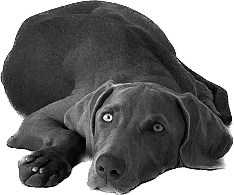 Tina participe au concours pour gagner de l'argent avec cette photo : canidae, carnivore, comfort, companion_dog, dog, dog_breed, ear, eye, fur, grey, hunting_dog, liver, monochrome, monochrome_photography, snout, sporting_group, terrestrial_animal, whiskers, working_animal