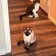 Marilyn is registered to the contest to win money with this photo: animal, blue_eyes, cat, cats, curious, domestic_cat, ears, feline, flooring, fur, hallway, indoor, pets, siamese_cat, sitting, tail, tuxedo_cat, two_animals, whiskers, wooden_floor