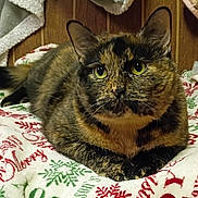 Cali is registered to the contest to win money with this photo: animal, blanket, cat, christmas, closeup, comfort, cozy, cute, domestic_cat, feline, festive, fur, holiday, indoor, looking, pet, resting, tortoiseshell, wooden_wall, yellow_eyes