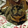 animal, blanket, cat, christmas, closeup, comfort, cozy, cute, domestic_cat, feline, festive, fur, holiday, indoor, looking, pet, resting, tortoiseshell, wooden_wall, yellow_eyes