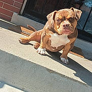 Blazer joined the competition — help win amazing prizes! animal, boxer, bulldog, canine, dog, frenchbulldog, hound, maceclub, pet, pitbull, puppy, slate, snout, weapon