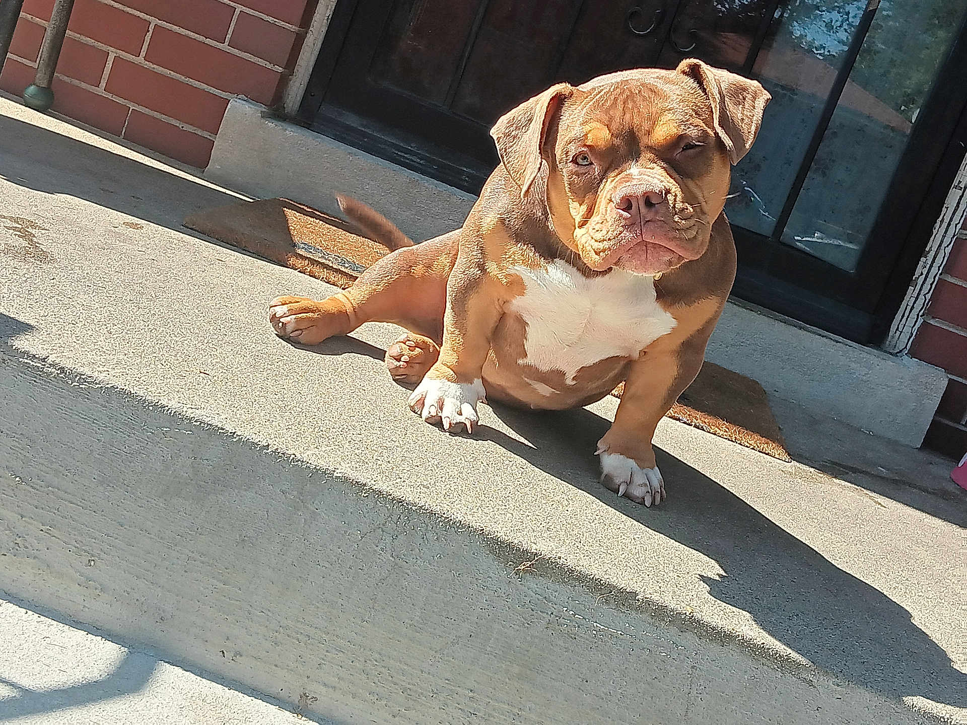 Blazer joined the competition — help win amazing prizes! animal, boxer, bulldog, canine, dog, frenchbulldog, hound, maceclub, pet, pitbull, puppy, slate, snout, weapon