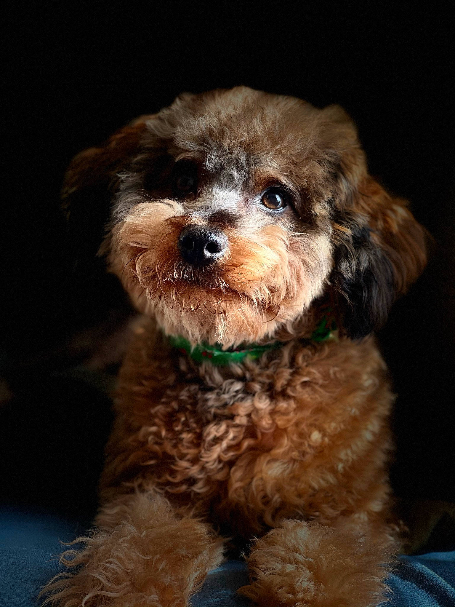 Journee joined the competition — help win amazing prizes! canidae, carnivore, companion_dog, dog, dog_breed, dog_collar, fur, labradoodle, liver, maltepoo, poodle_crossbreed, small_terrier, snout, sporting_group, terrestrial_animal, terrier, toy_dog, water_dog, working_animal, yorkipoo