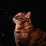 animal, blanket, cat, curious, dark_background, domestic_cat, ear, feline, fur, indoor, night, pet, portrait, profile, side_view, sitting, soft_light, tabby, texture, whiskers