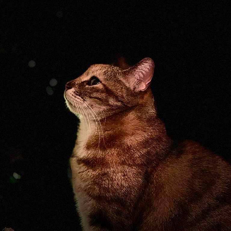 Karlita participe au concours pour gagner de l'argent avec cette photo : animal, blanket, cat, curious, dark_background, domestic_cat, ear, feline, fur, indoor, night, pet, portrait, profile, side_view, sitting, soft_light, tabby, texture, whiskers