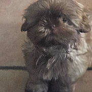 Coco is registered to the contest to win money with this photo: animal, blurred_background, brown_tones, canine, centered_subject, close_up, cute, dog, floppy_ears, grainy, gray_fur, indoor, long_muzzle, looking_at_camera, pet, portrait, scruffy, shaggy_fur, soft_focus, wall