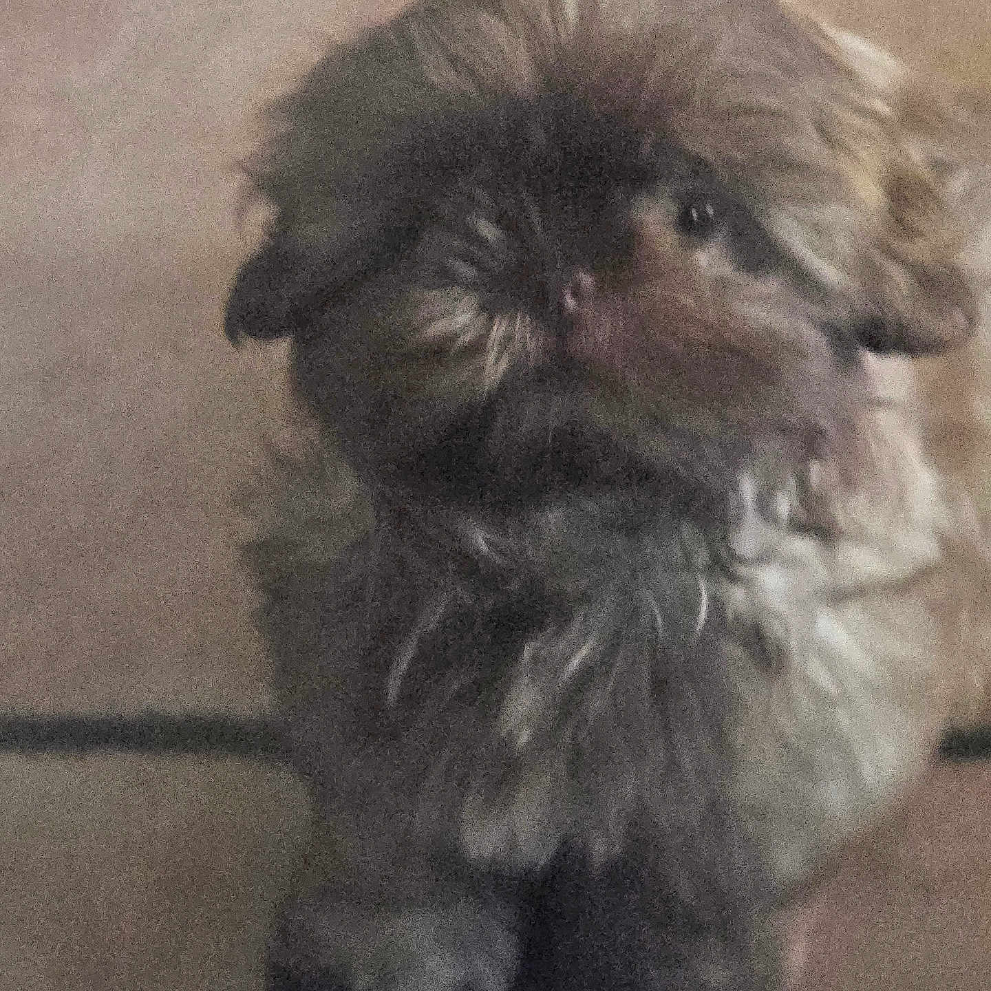 Coco