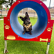 Louie joined the competition — help win amazing prizes! animal, blue, bone, curious, cute, daytime, dog, dog_park, fence, french_bulldog, grass, harness, head_tilt, outdoor, paw_print, pet, pet_accessory, play_tunnel, playground, red