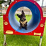 animal, blue, bone, curious, cute, daytime, dog, dog_park, fence, french_bulldog, grass, harness, head_tilt, outdoor, paw_print, pet, pet_accessory, play_tunnel, playground, red