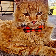 Herbert is registered to the contest to win money with this photo: animal, bow_tie, carpet, cat, chair, close_up, cute, daylight, ears, face, fashion_accessory, feline, fur, indoor, orange_tabby, outdoor_background, pet, portrait, relaxed, whiskers