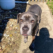Brutus is registered to the contest to win money with this photo: animal, bulldog, canine, city, dog, fence, grass, hound, outdoors, path, pet, plant, puppy, road, rock, slate, soil, street, urban, walkway