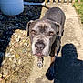 animal, bulldog, canine, city, dog, fence, grass, hound, outdoors, path, pet, plant, puppy, road, rock, slate, soil, street, urban, walkway