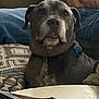 animal, architecture, building, bulldog, canine, couch, cushion, dog, face, furniture, head, homedecor, indoors, person, pet, photography, pitbull, portrait, puppy, snout