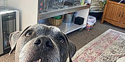 Brutus joined the competition — help win amazing prizes! animal, architecture, building, cabinet, canine, computerhardware, cup, dog, electronics, furniture, hardware, indoors, interiordesign, livingroom, monitor, pet, plant, pottedplant, room, shelf