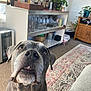 animal, architecture, building, cabinet, canine, computerhardware, cup, dog, electronics, furniture, hardware, indoors, interiordesign, livingroom, monitor, pet, plant, pottedplant, room, shelf
