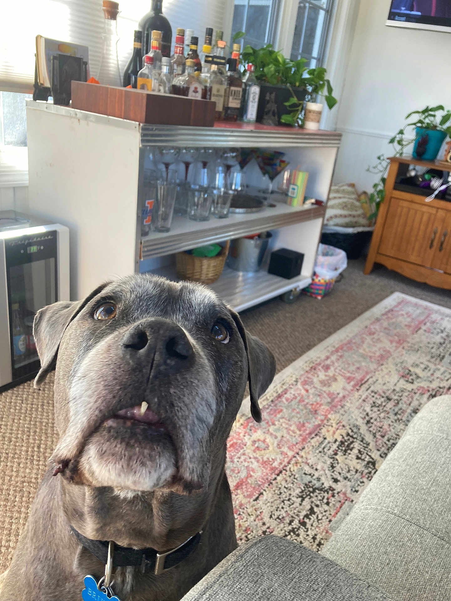 Brutus
