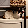 basket, bathroom, calico_cat, cat, close_up, curious, cute, domestic_animal, ears, eyes, fur, furniture, household, indoor, pet, resting, toilet, whiskers, white, wooden_shelf