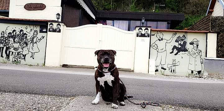 Fifty a rejoint le concours — aidez-le/la à gagner de superbes lots ! american_bulldog, american_pit_bull_terrier, american_staffordshire_terrier, canidae, carnivore, companion_dog, dog, dog_breed, leash, non_sporting_group, pit_bull, road, snout, sporting_group, staffordshire_bull_terrier, street, street_dog