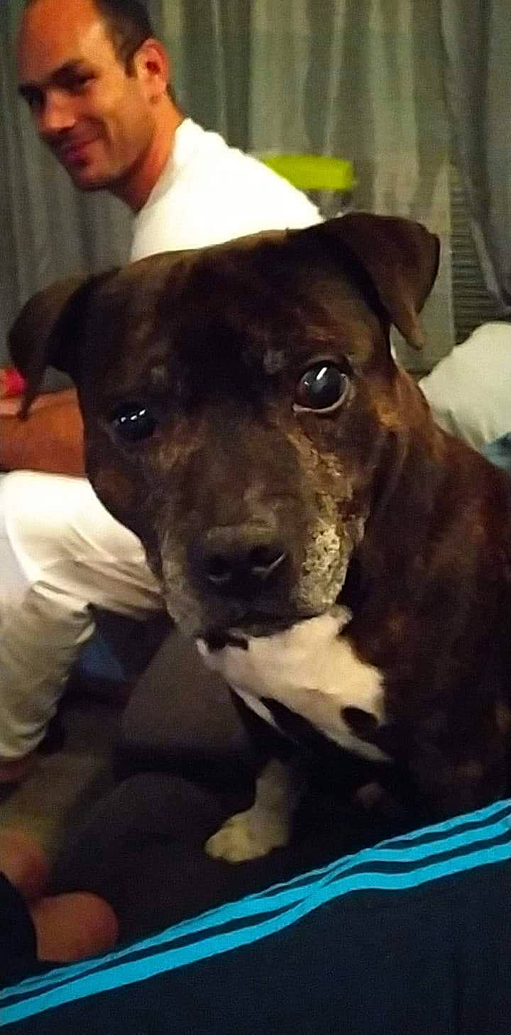 Fifty a rejoint le concours — aidez-le/la à gagner de superbes lots ! american_pit_bull_terrier, american_staffordshire_terrier, canidae, carnivore, dog, dog_breed, ear, fawn, feist, mammal, non_sporting_group, pit_bull, puppy, rare_breed_dog, snout, sporting_group, staffordshire_bull_terrier, vertebrate