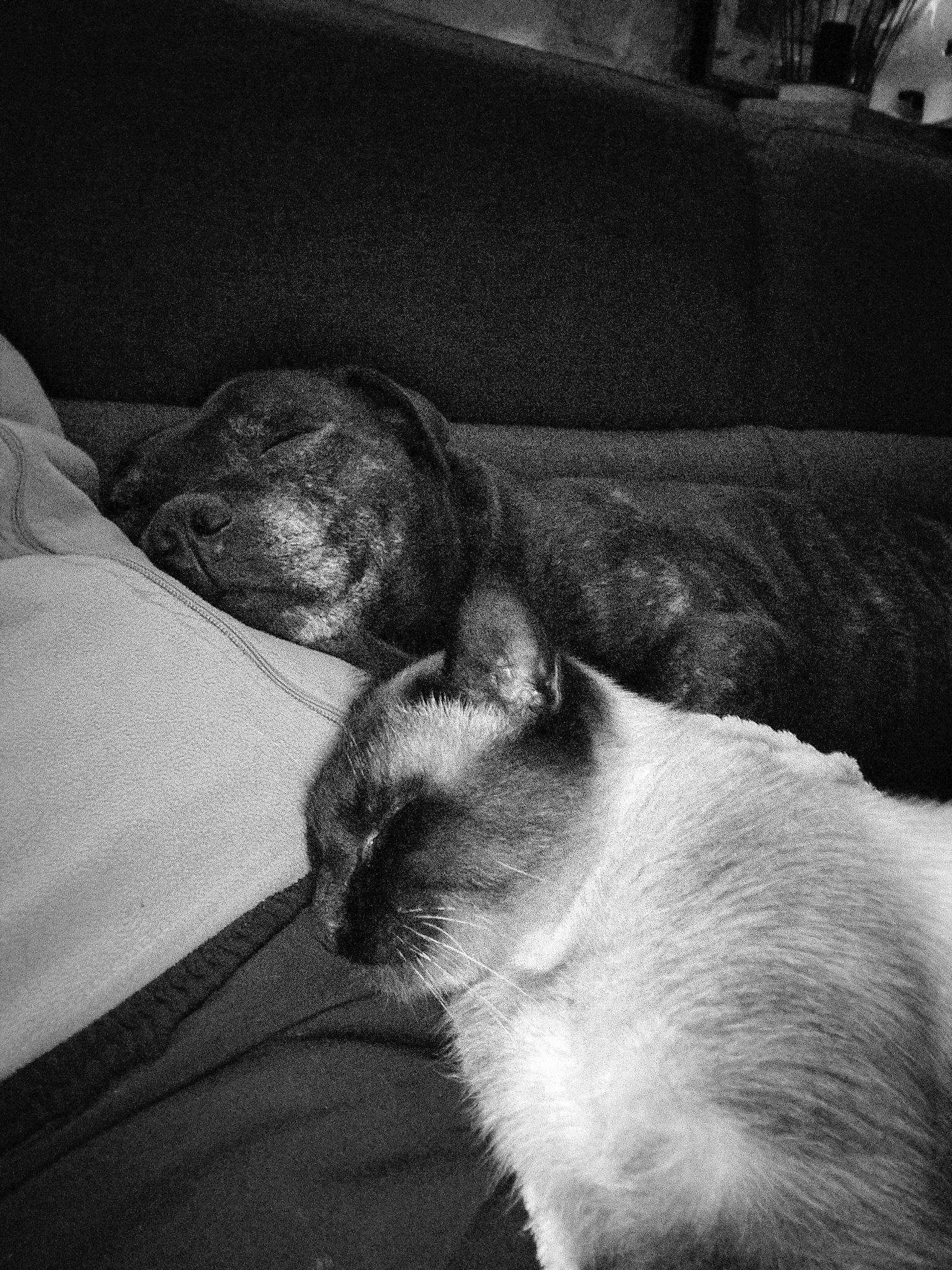 Fifty participe au concours pour gagner de l'argent avec cette photo : black_and_white, carnivore, cat, comfort, darkness, domestic_short_haired_cat, felidae, fur, grey, human_leg, linens, monochrome, monochrome_photography, room, small_to_medium_sized_cats, snout, style, tail, tints_and_shades, whiskers