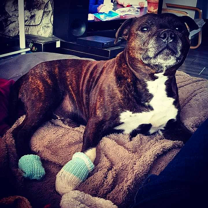 Fifty participe au concours pour gagner de l'argent avec cette photo : american_bulldog, american_pit_bull_terrier, american_staffordshire_terrier, bullmastiff, canidae, carnivore, companion_dog, dog, dog_breed, fawn, non_sporting_group, perro_de_presa_canario, pit_bull, puppy, sky, snout, sporting_group, staffordshire_bull_terrier