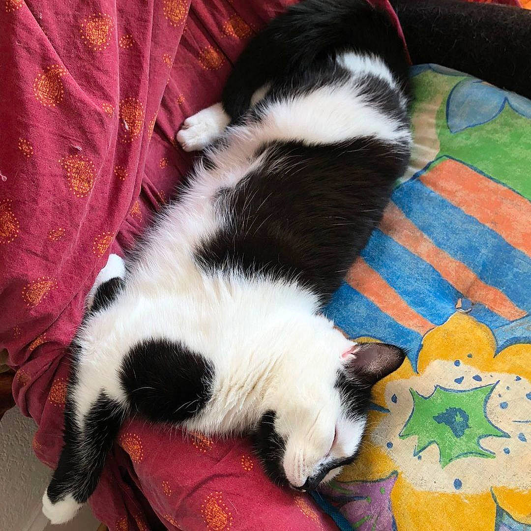 Merlin participe au concours pour gagner de l'argent avec cette photo : canidae, carnivore, cat, claw, comfort, companion_dog, dog_breed, domestic_short_haired_cat, felidae, foot, fur, lap, linens, nap, paw, small_to_medium_sized_cats, tail, terrestrial_animal, textile, whiskers