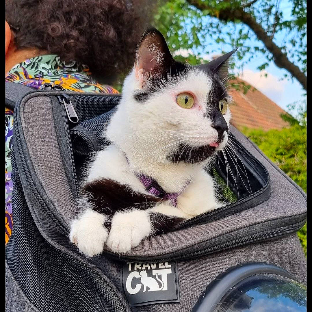 Merlin a rejoint le concours — aidez-le/la à gagner de superbes lots ! automotive_exterior, bag, box, carnivore, cat, domestic_short_haired_cat, felidae, fur, grass, photo_caption, plant, rectangle, sky, small_to_medium_sized_cats, snout, tail, tree, whiskers, window, windshield