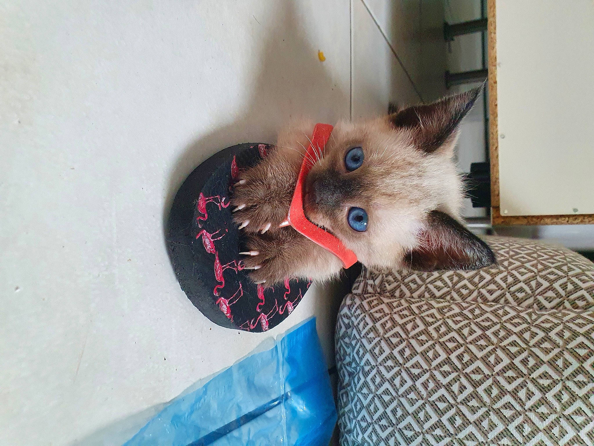 Ice a rejoint le concours — aidez-le/la à gagner de superbes lots ! birman, carnivore, cat, domestic_short_haired_cat, fawn, felidae, himalayan, kitten, ojos_azules, ragdoll, siamese, small_to_medium_sized_cats, thai, whiskers