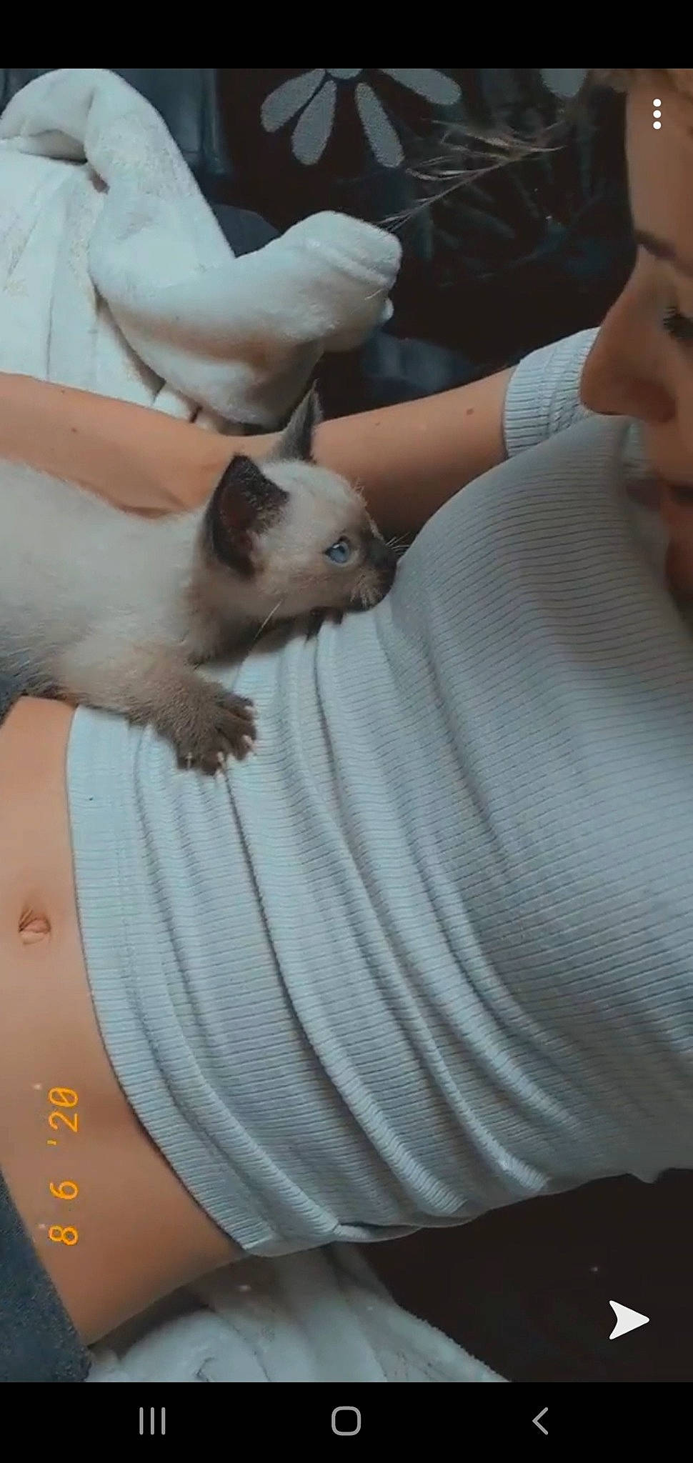 Ice a rejoint le concours — aidez-le/la à gagner de superbes lots ! balinese, birman, carnivore, cat, fawn, felidae, himalayan, ragdoll, small_to_medium_sized_cats, thai, tonkinese, whiskers