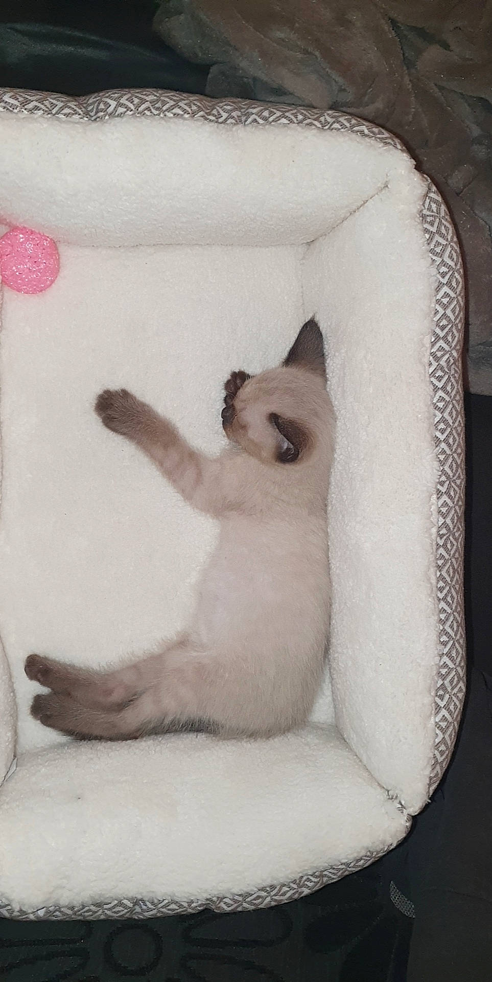 Ice a rejoint le concours — aidez-le/la à gagner de superbes lots ! asian, balinese, birman, burmilla, carnivore, cat, cat_bed, colorpoint_shorthair, fawn, felidae, kitten, mammal, paw, ragdoll, siamese, small_to_medium_sized_cats, tail, thai, tonkinese