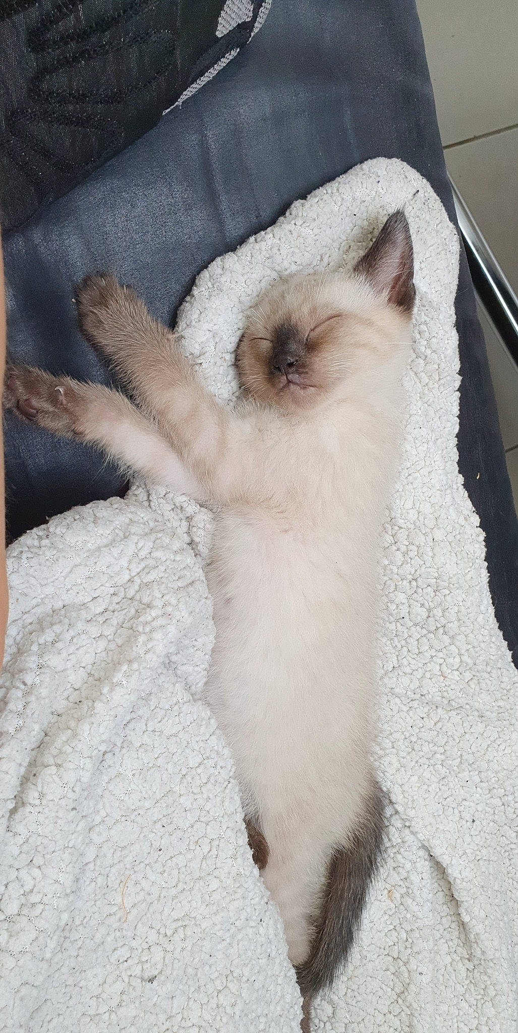 Ice participe au concours pour gagner de l'argent avec cette photo : balinese, birman, carnivore, cat, colorpoint_shorthair, fawn, felidae, himalayan, javanese, kitten, mammal, paw, ragdoll, siamese, small_to_medium_sized_cats, tail, thai, tonkinese, whiskers