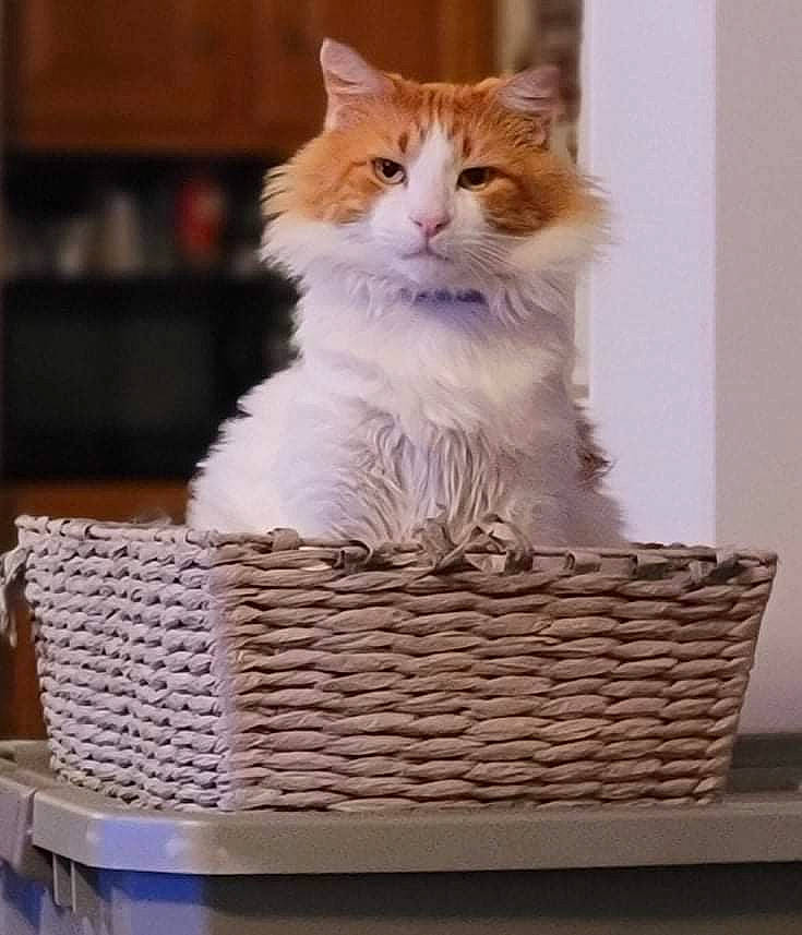 Badger joined the competition — help win amazing prizes! basket, box, carnivore, cat, cat_supply, fawn, felidae, fur, home_accessories, paw, picnic_basket, ragdoll, sitting, small_to_medium_sized_cats, storage_basket, tail, whiskers, wicker, wood