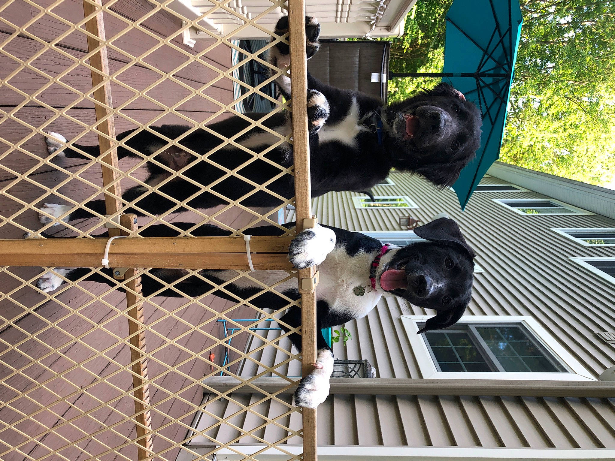 Moxlie is registered to the contest to win money with this photo: animal_shelter, border_collie, canidae, carnivore, chain_link_fencing, dog, dog_breed, kennel, non_sporting_group, sporting_group, zoo