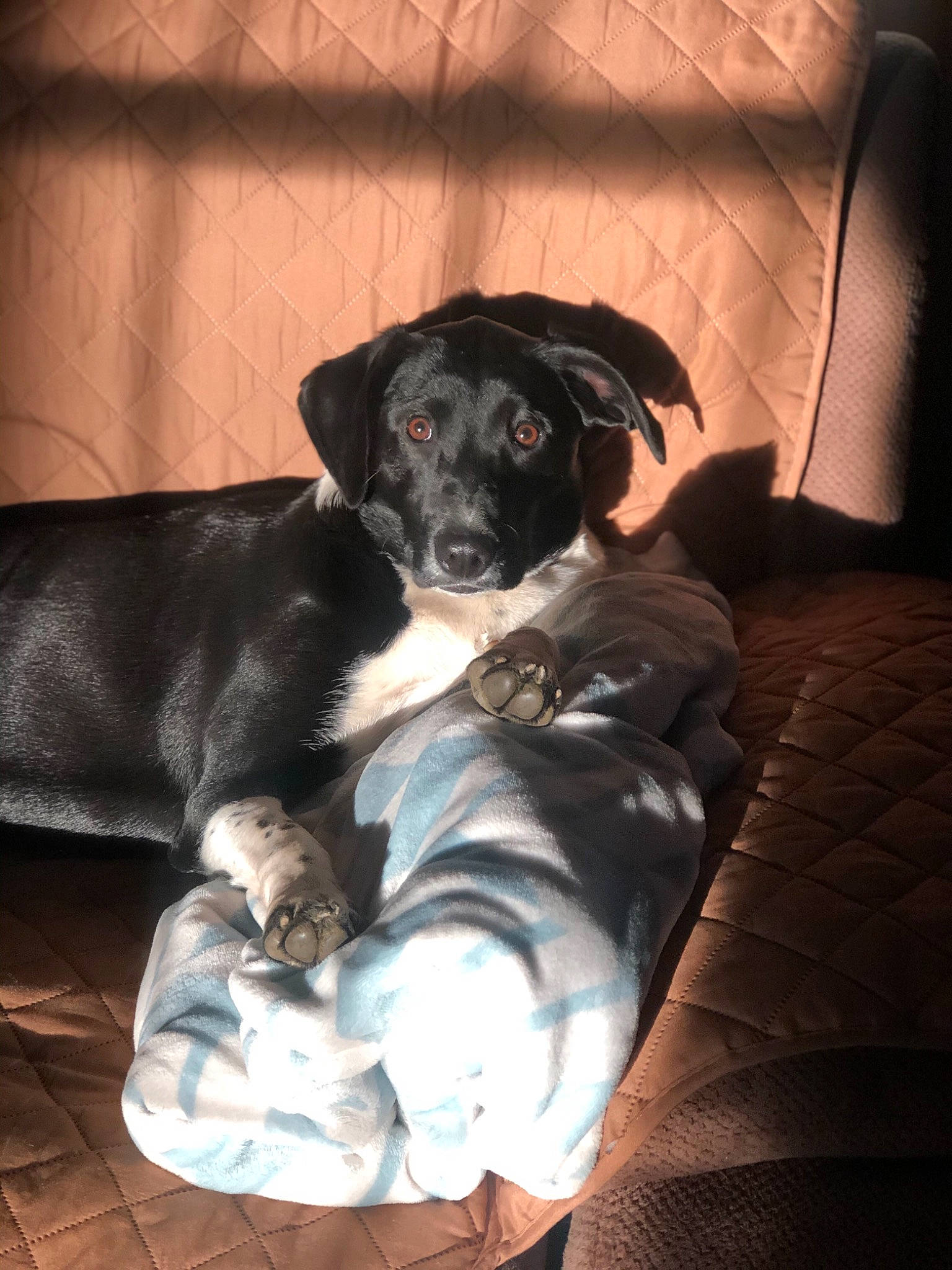 Moxlie joined the competition — help win amazing prizes! beagador, borador, canidae, carnivore, companion_dog, dog, dog_breed, guard_dog, labrador_retriever, mammal, pointer, puppy, sitting, snout, sporting_group, stabyhoun, whiskers